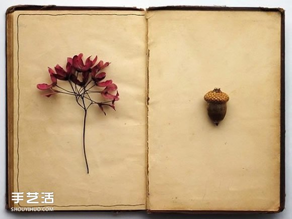 充滿森林氣息的手工植物標本DIY圖片欣賞 -  rpnrmr.com