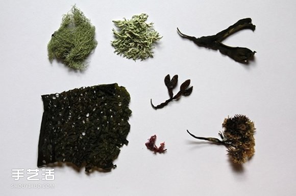 充滿森林氣息的手工植物標本DIY圖片欣賞 -  rpnrmr.com
