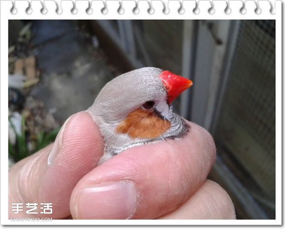 雞舍改造成鳥舍的方法 自制大空間鳥舍DIY教程 -  rpnrmr.com