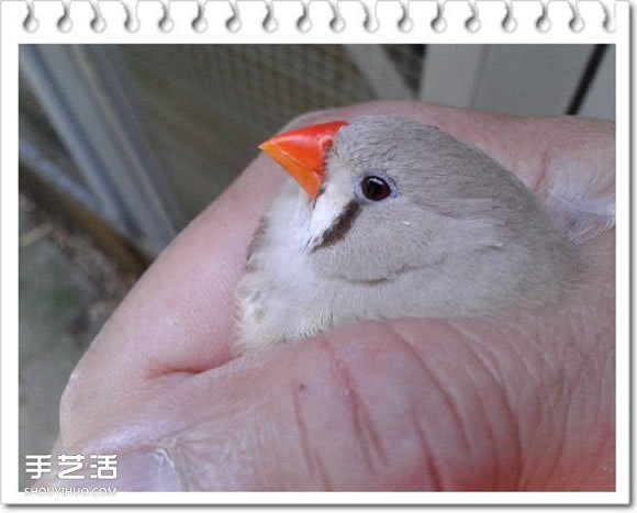 雞舍改造成鳥舍的方法 自制大空間鳥舍DIY教程 -  rpnrmr.com