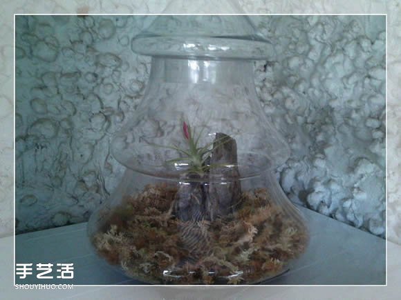 密封玻璃容器盆景DIY 幾乎不要澆水和施肥 -  rpnrmr.com