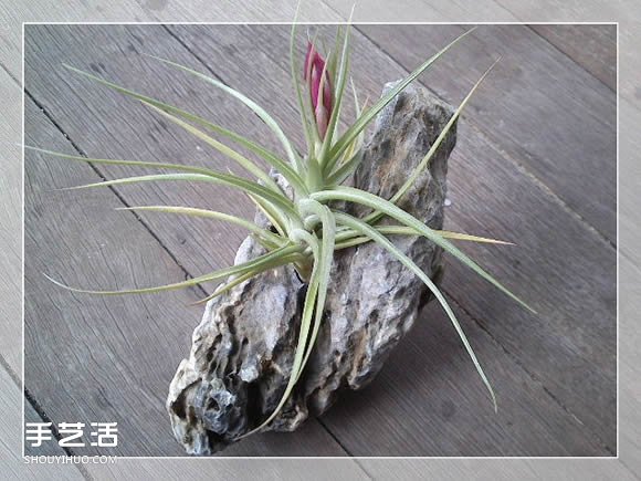密封玻璃容器盆景DIY 幾乎不要澆水和施肥 -  rpnrmr.com
