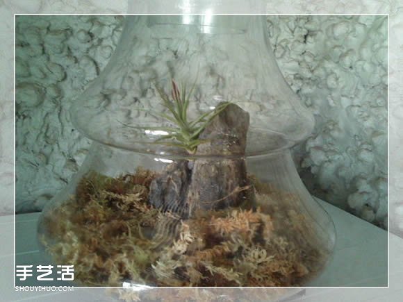 密封玻璃容器盆景DIY 幾乎不要澆水和施肥 -  rpnrmr.com