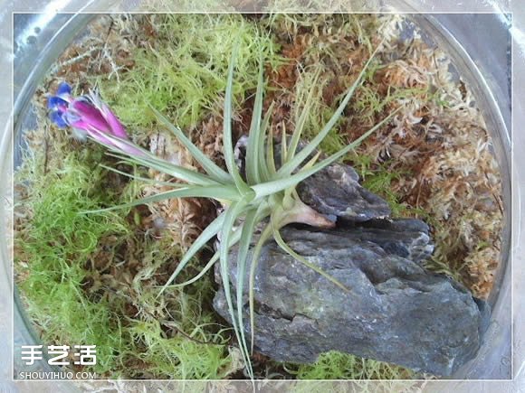 密封玻璃容器盆景DIY 幾乎不要澆水和施肥 -  rpnrmr.com