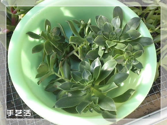 鏡框改造多肉植物花盆 創(chuàng)意多肉花盆DIY方法 -  rpnrmr.com