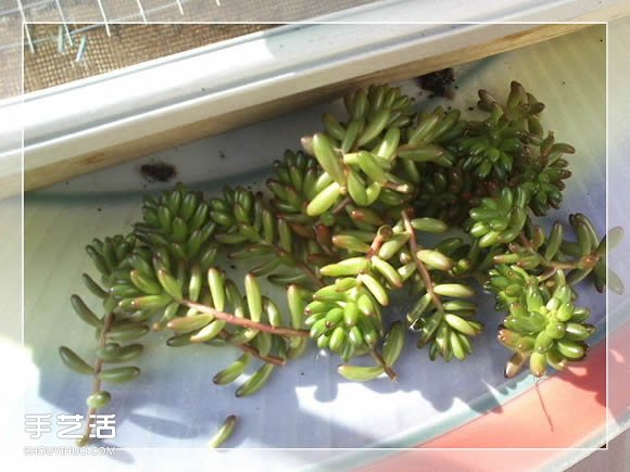 鏡框改造多肉植物花盆 創(chuàng)意多肉花盆DIY方法 -  rpnrmr.com