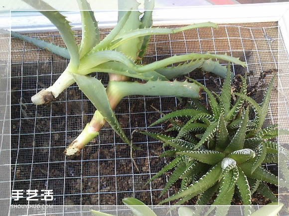 鏡框改造多肉植物花盆 創(chuàng)意多肉花盆DIY方法 -  rpnrmr.com