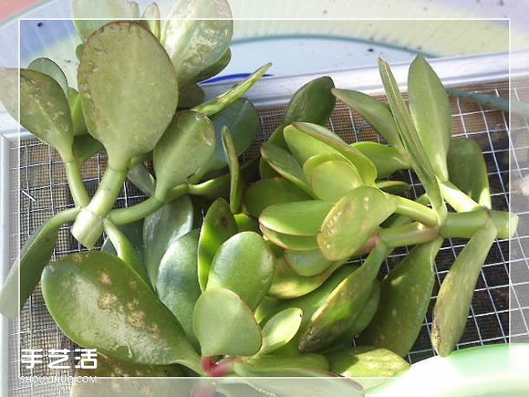 鏡框改造多肉植物花盆 創(chuàng)意多肉花盆DIY方法 -  rpnrmr.com