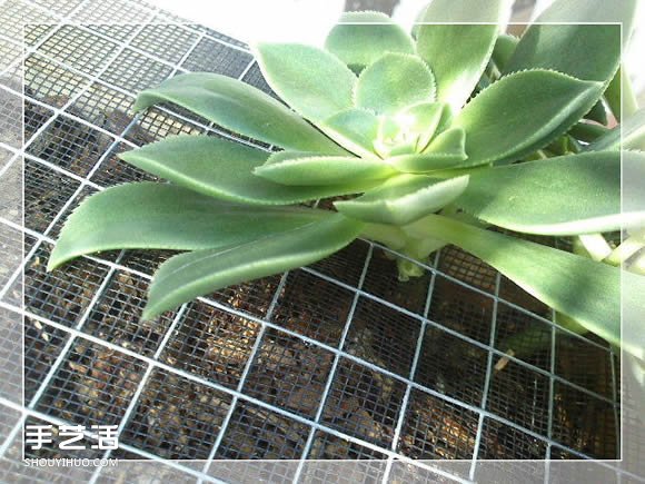 鏡框改造多肉植物花盆 創(chuàng)意多肉花盆DIY方法 -  rpnrmr.com