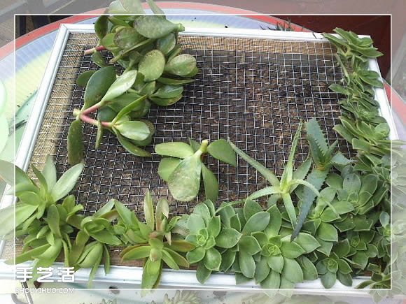 鏡框改造多肉植物花盆 創(chuàng)意多肉花盆DIY方法 -  rpnrmr.com