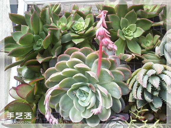 鏡框改造多肉植物花盆 創(chuàng)意多肉花盆DIY方法 -  rpnrmr.com