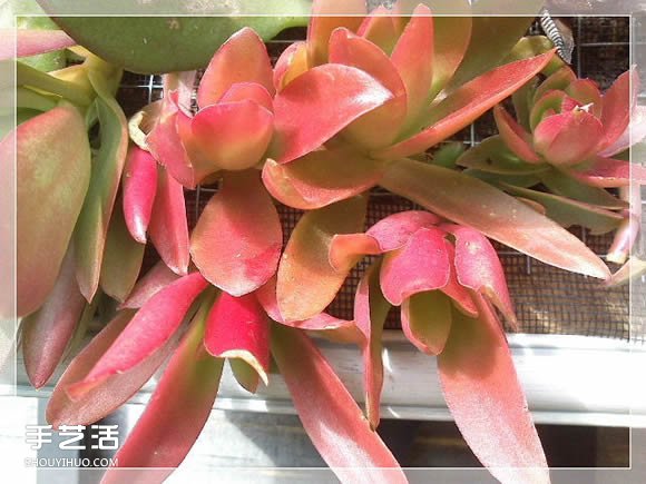 鏡框改造多肉植物花盆 創(chuàng)意多肉花盆DIY方法 -  rpnrmr.com