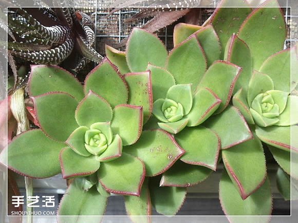 鏡框改造多肉植物花盆 創(chuàng)意多肉花盆DIY方法 -  rpnrmr.com