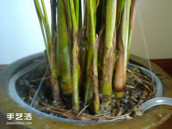 如何自制自動(dòng)澆花器 自動(dòng)澆花器的做法圖解 -  rpnrmr.com