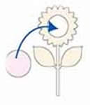 幼兒園剪紙向日葵教程 簡單向日葵的剪紙方法 -  rpnrmr.com