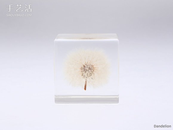 吉村紘一的樹脂標(biāo)本方塊 將大自然封于小宇宙 -  rpnrmr.com