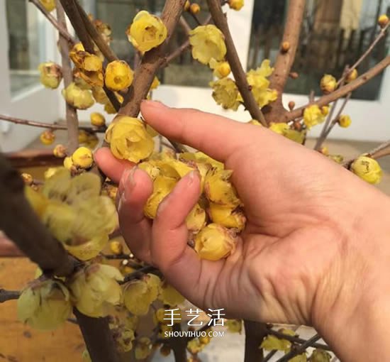 自制蠟梅花蠟燭的方法 鮮花蠟燭禮物DIY制作 -  rpnrmr.com