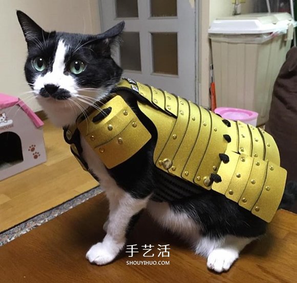 寵物用武士盔甲 讓蠢萌貓狗化身帥氣武士大人 -  rpnrmr.com