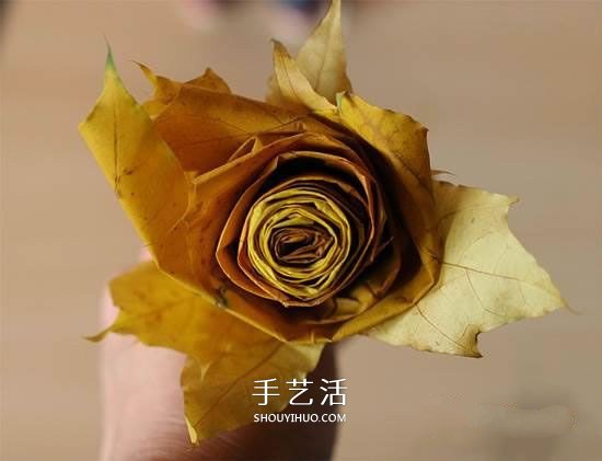 楓葉怎么做玫瑰花教程 簡單楓葉玫瑰DIY方法 -  rpnrmr.com