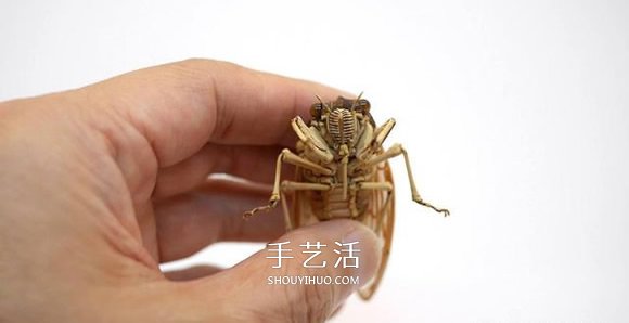 竹子制作的精致昆蟲模型 幾乎和真實(shí)一樣！ -  rpnrmr.com