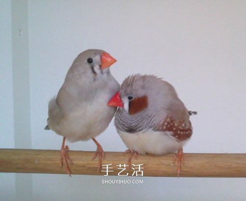 舊書柜改造鳥柜的過程 自制木頭鳥柜的方法 -  rpnrmr.com