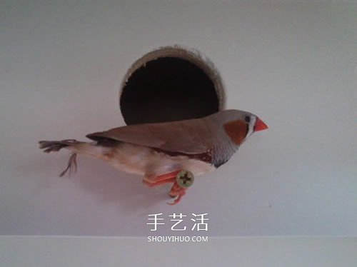 舊書柜改造鳥柜的過程 自制木頭鳥柜的方法 -  rpnrmr.com