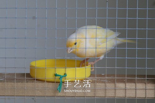 舊書柜改造鳥柜的過程 自制木頭鳥柜的方法 -  rpnrmr.com