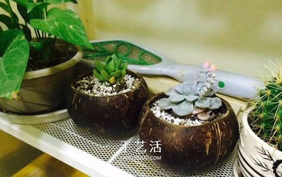 椰子殼可以做什么手工 簡(jiǎn)單椰子殼廢物利用DIY -  rpnrmr.com