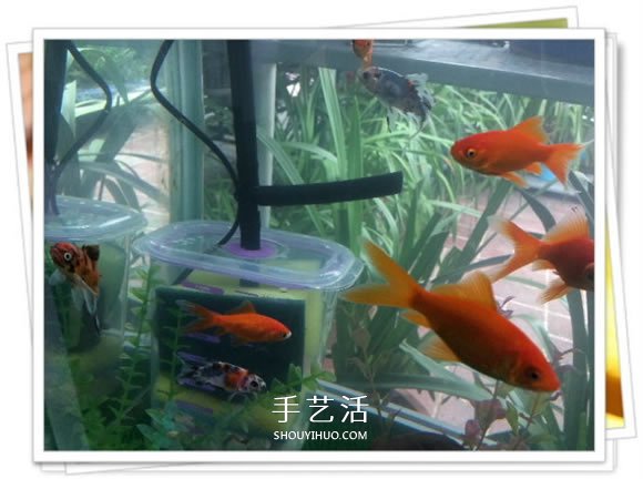 自制魚缸過濾器的方法 幾塊錢就能完成很實(shí)用！ -  rpnrmr.com