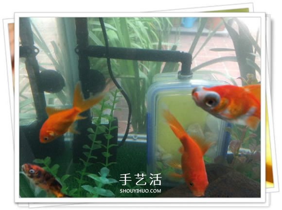 自制魚缸過濾器的方法 幾塊錢就能完成很實(shí)用！ -  rpnrmr.com