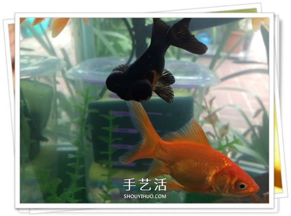 自制魚缸過濾器的方法 幾塊錢就能完成很實(shí)用！ -  rpnrmr.com