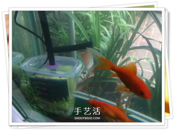 自制魚缸過濾器的方法 幾塊錢就能完成很實(shí)用！ -  rpnrmr.com