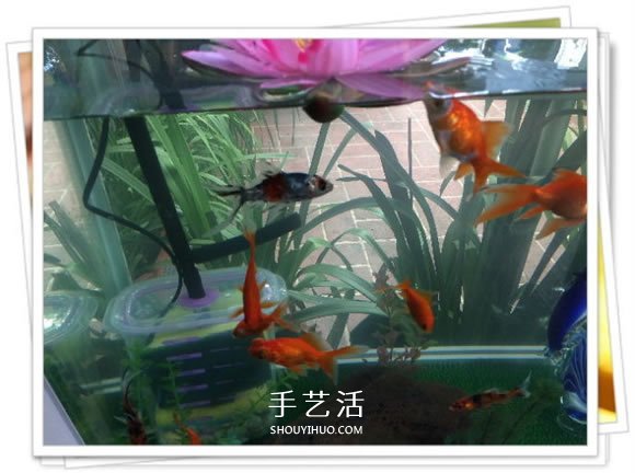 自制魚缸過濾器的方法 幾塊錢就能完成很實(shí)用！ -  rpnrmr.com