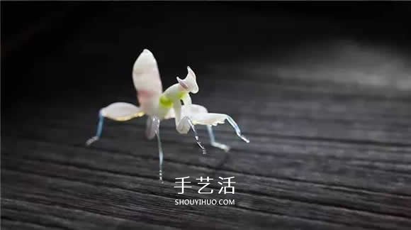 逼真到極致的昆蟲玻璃雕塑 按照一比一還原！ -  rpnrmr.com