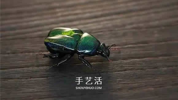 逼真到極致的昆蟲玻璃雕塑 按照一比一還原！ -  rpnrmr.com