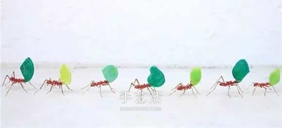 逼真到極致的昆蟲玻璃雕塑 按照一比一還原！ -  rpnrmr.com
