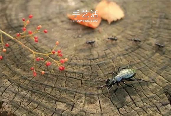 逼真到極致的昆蟲玻璃雕塑 按照一比一還原！ -  rpnrmr.com