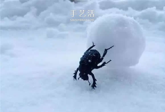 逼真到極致的昆蟲玻璃雕塑 按照一比一還原！ -  rpnrmr.com