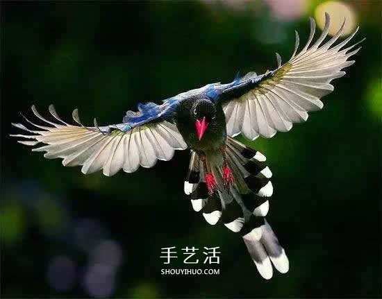 他用鳥毛進行雕刻 百萬人爭相收藏他的作品  -  rpnrmr.com
