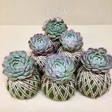 別浪費錢買花盆！用繩子就可以種出美麗多肉 -  rpnrmr.com