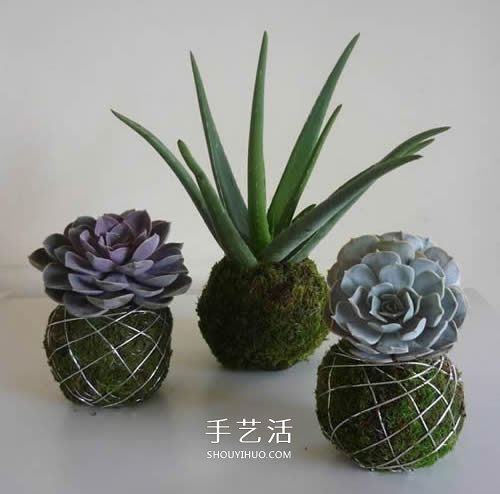別浪費錢買花盆！用繩子就可以種出美麗多肉 -  rpnrmr.com