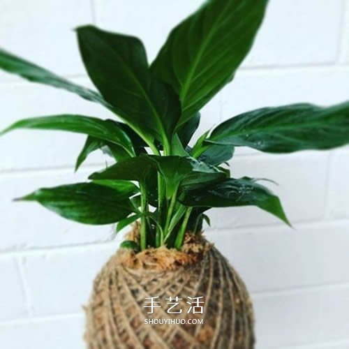 別浪費錢買花盆！用繩子就可以種出美麗多肉 -  rpnrmr.com