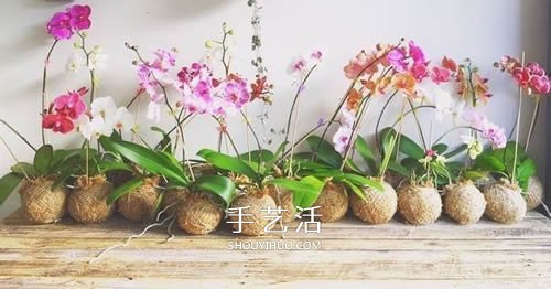 別浪費錢買花盆！用繩子就可以種出美麗多肉 -  rpnrmr.com