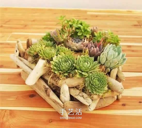 DIY枯木多肉植物盆栽 用枯木做多肉花盆方法 -  rpnrmr.com