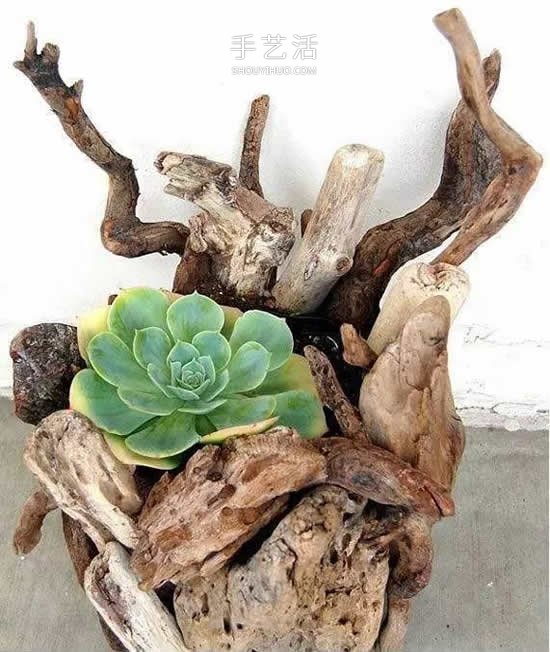 DIY枯木多肉植物盆栽 用枯木做多肉花盆方法 -  rpnrmr.com