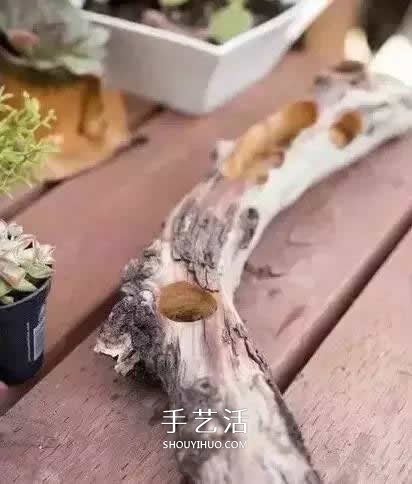 DIY枯木多肉植物盆栽 用枯木做多肉花盆方法 -  rpnrmr.com