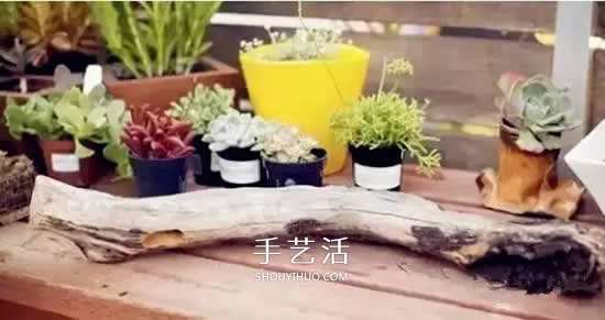 DIY枯木多肉植物盆栽 用枯木做多肉花盆方法 -  rpnrmr.com