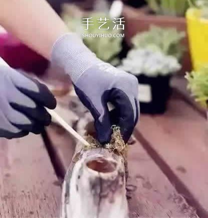 DIY枯木多肉植物盆栽 用枯木做多肉花盆方法 -  rpnrmr.com