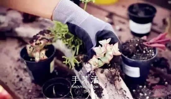 DIY枯木多肉植物盆栽 用枯木做多肉花盆方法 -  rpnrmr.com