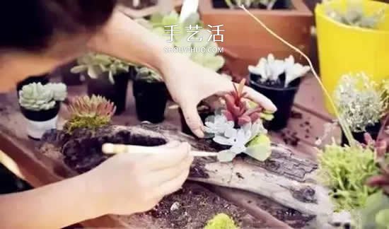 DIY枯木多肉植物盆栽 用枯木做多肉花盆方法 -  rpnrmr.com
